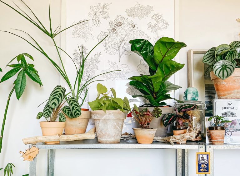 How To Keep Your Indoor Plants Alive: The Do’s And Don’ts