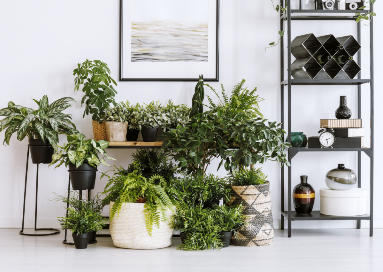 Match The Right Houseplant To The Right Room – Expert Advice